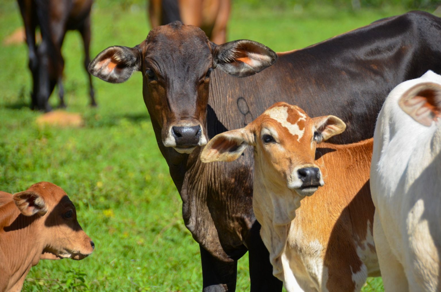 CV VC nimmt Finka Token in ihr Portfolio auf