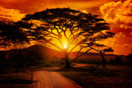 CBDC-Adoption in Afrika: Überwiegen die Risiken die Vorteile?