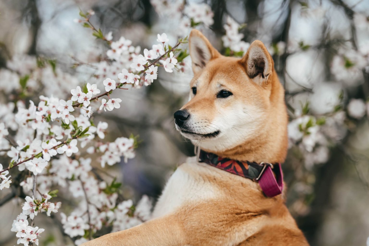 Shiba Inu-Blockchain "Shibarium" geht live
